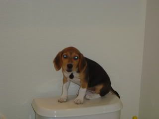 Pets--Summer2005001.jpg How do I get down from here? 2005 image by Chrismom