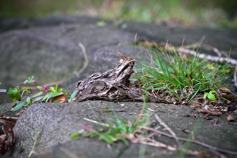 IMAGE: http://i582.photobucket.com/albums/ss262/Crissa7/IMG_0146.jpg