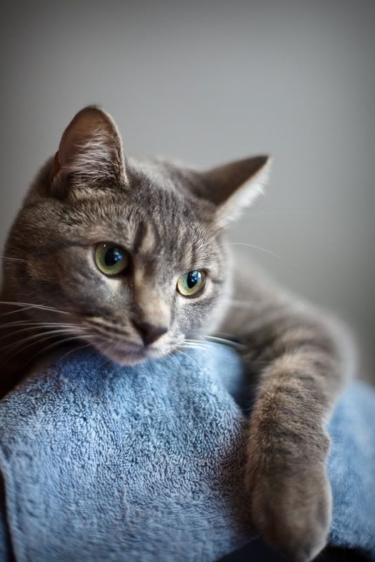 IMAGE: http://i582.photobucket.com/albums/ss262/Crissa7/IMG_1953.jpg