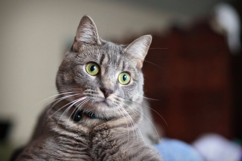 IMAGE: http://i582.photobucket.com/albums/ss262/Crissa7/IMG_1968.jpg