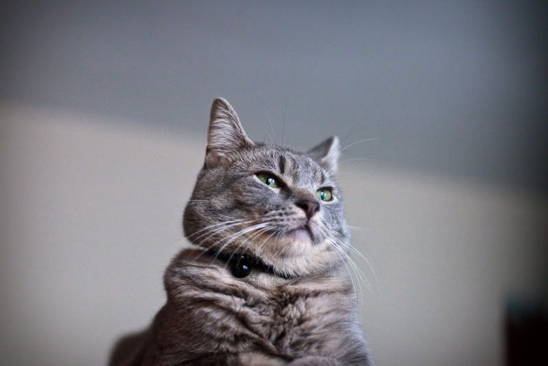 IMAGE: http://i582.photobucket.com/albums/ss262/Crissa7/IMG_1971.jpg