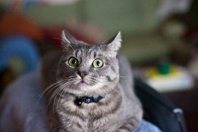 IMAGE: http://i582.photobucket.com/albums/ss262/Crissa7/IMG_1987.jpg