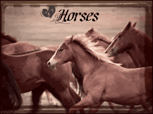 pretty horses Pictures, Images and Photos