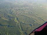 Forest patterns in West Texas