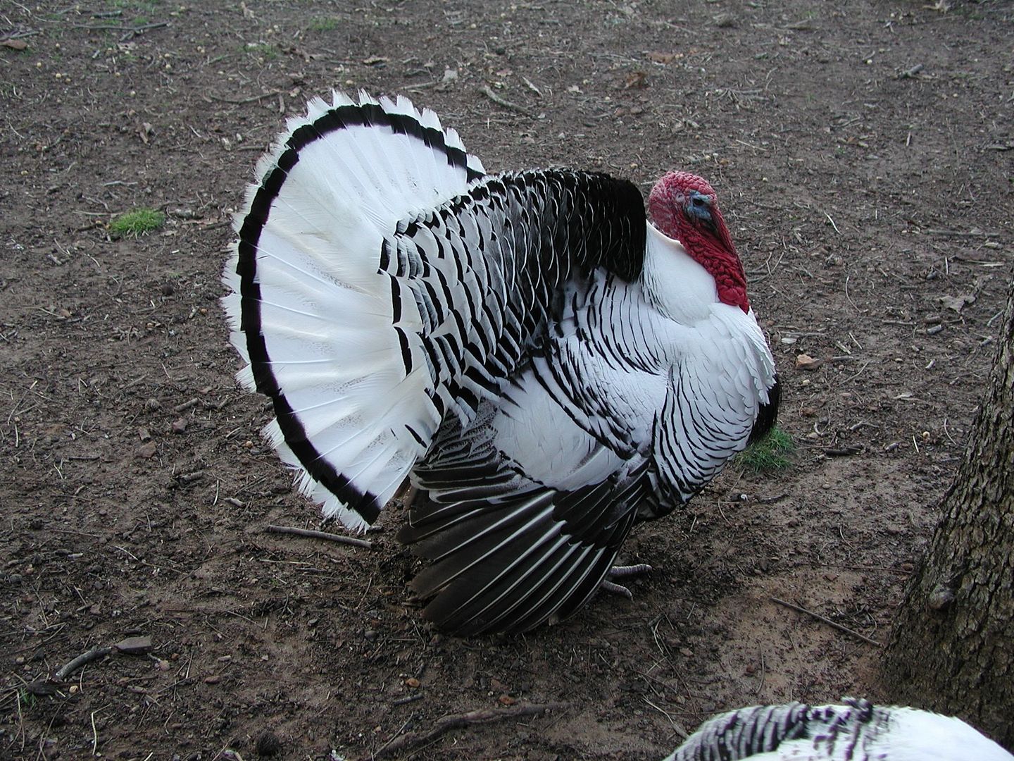 Royal Palm Turkeys for sale to be picked up in East Texas