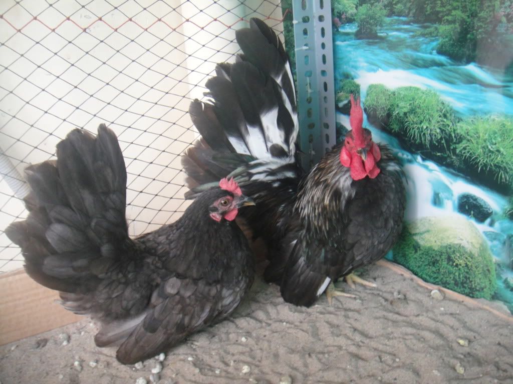 HCM-Bán cặp gà thái cực chuẩn