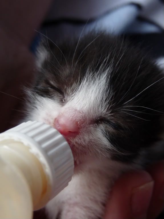 kittens Pictures, Images and Photos