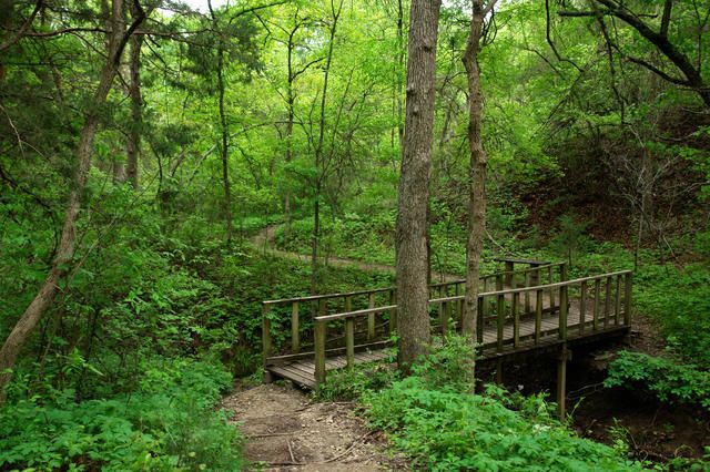 Cedar Trail