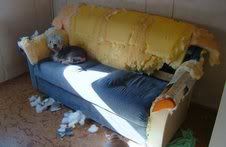 animal torn sofa