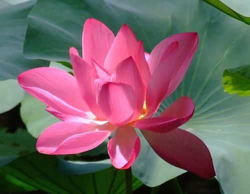 lotus Pictures, Images and Photos