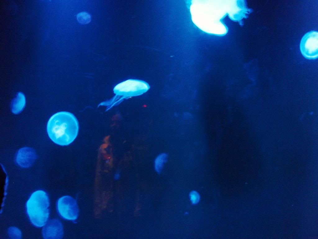 P4170733.jpg JELLYFISH image by HCarter713