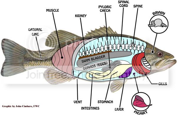 Fish-Anatomy.jpg