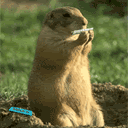 Kanrsa.gif